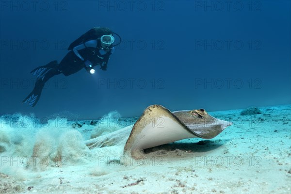 Cowtail stingray