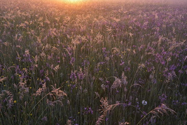 Meadow with Ragged Robins