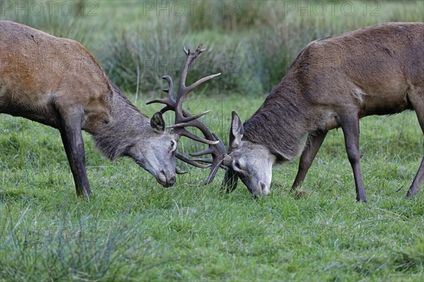 Red deer