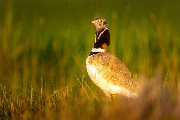 Little Bustard