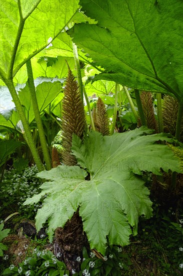 Leaves and flowers of Giant Rhubarb