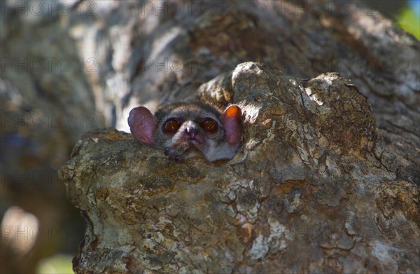 Milne-Edwards' sportive lemur