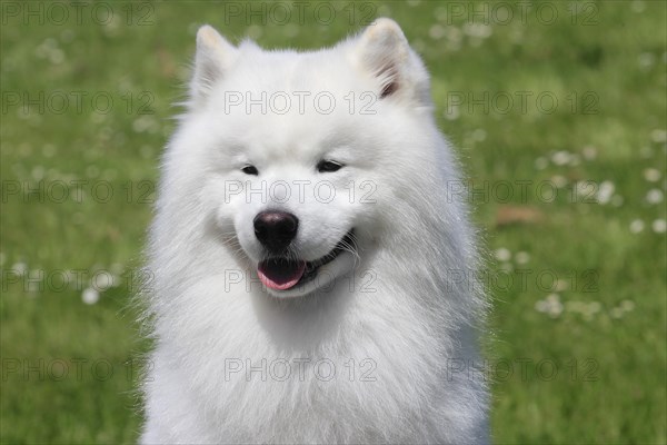 Samoyed