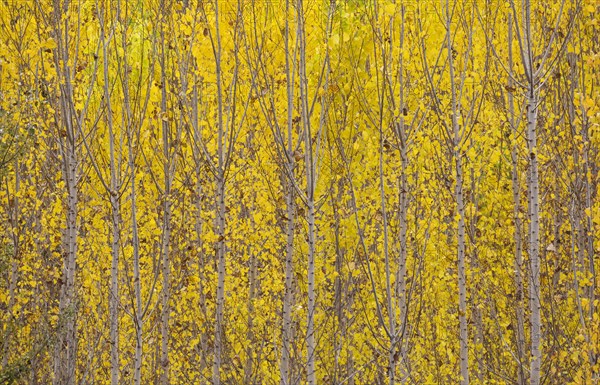 Yellow aspens