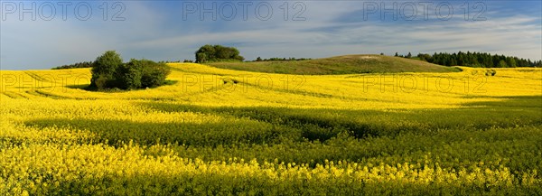 Blooming canola field