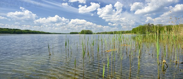 Clear lake with reeds surrounded by forest