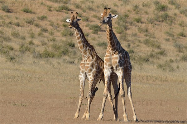 South African giraffes