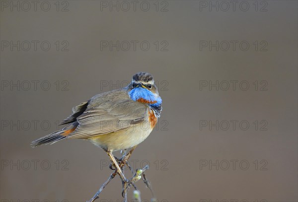 Red-spotted bluethroat