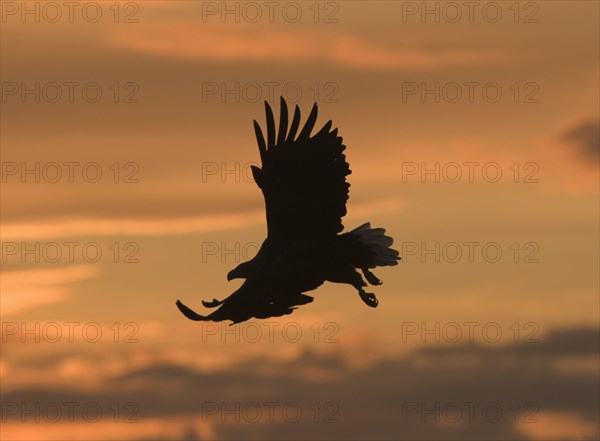 White-tailed eagle