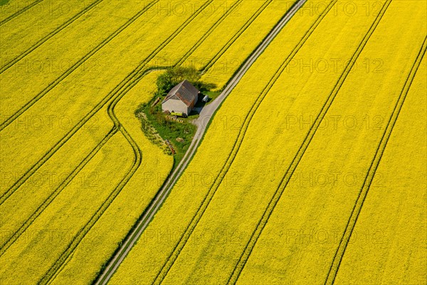 Rape fields on the city boundaries between Ruthen