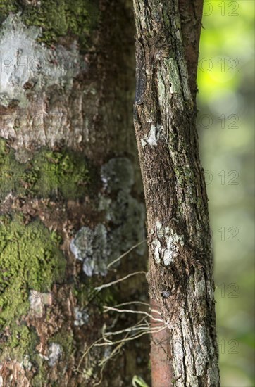 Thanks to coloration and skin fringes along of pine and body perfectly camouflaged leaftail gecko