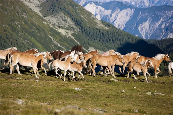 Dun Haflinger herd trotting