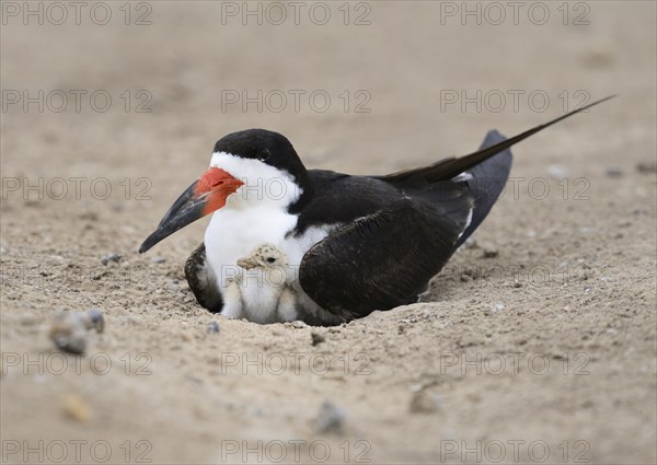 Black skimmer