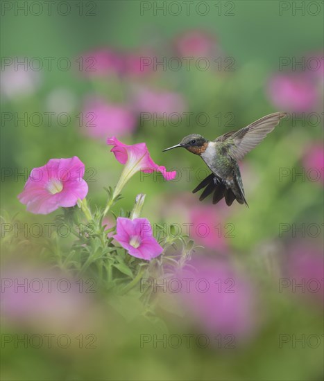 Ruby-throated Hummingbird