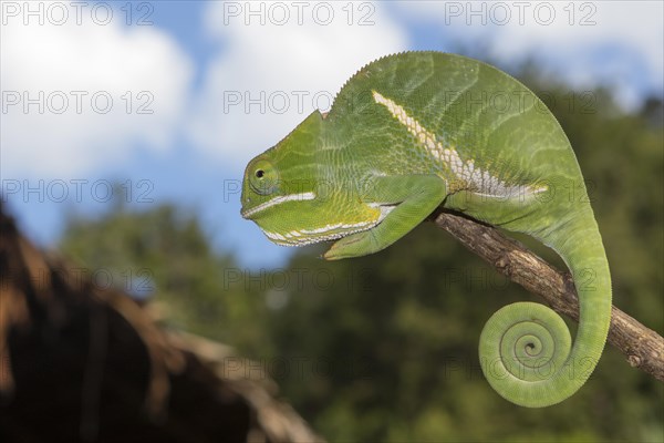 Two-banded chameleon or rainforest chameleon