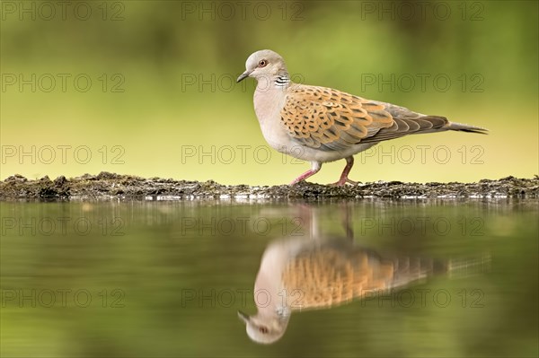 Turtle dove