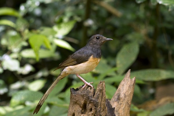 White-rumped shama