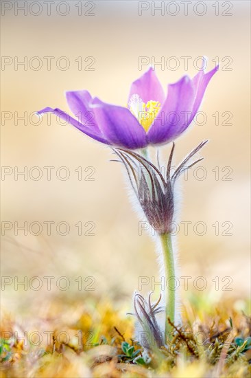 Pasque flower