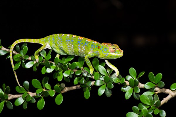 Labord's chameleon