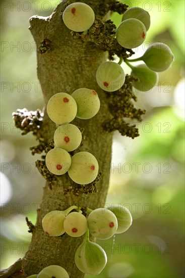 Polynesian clown Figs