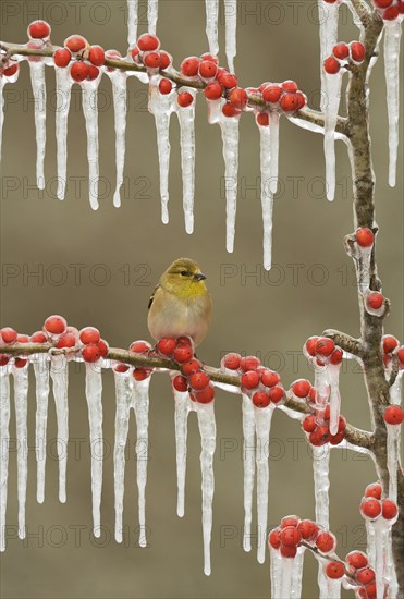 American goldfinch