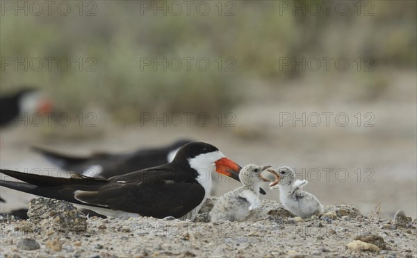 Black skimmer