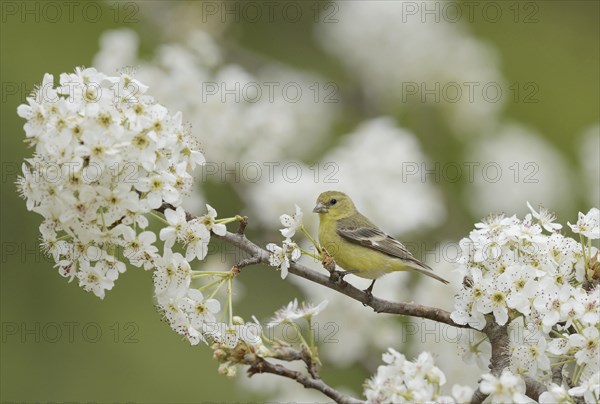 Lesser Goldfinch