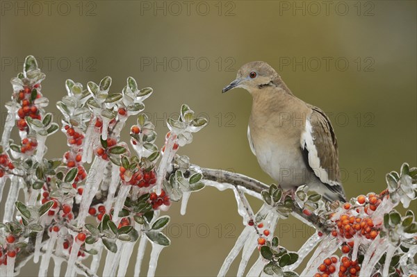 White-winged Dove