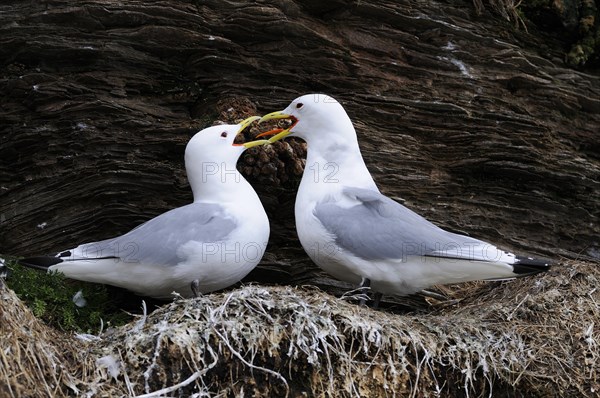 Kittiwakes