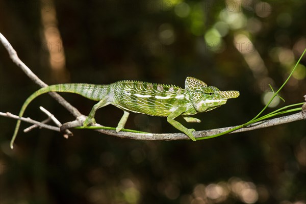 Labord's chameleon