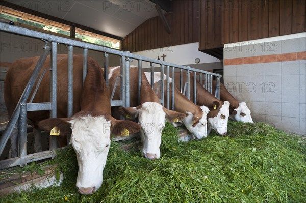 Dairy cows in an excercise pen eating grass