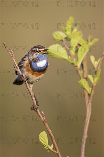 Bluethroat