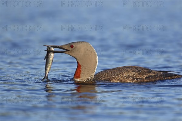 Red-throated diver