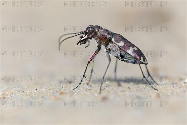 Northern dune tiger beetle