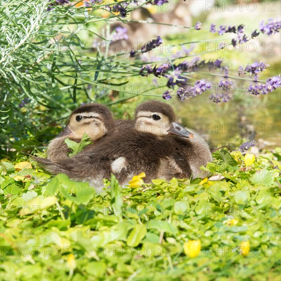 Two chicks of the Mandarin duck