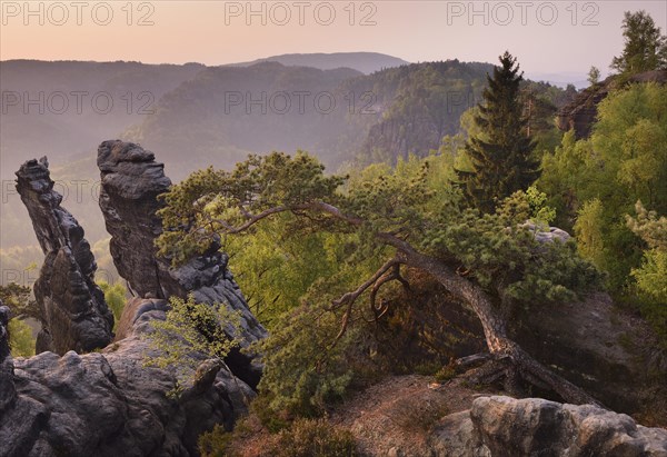 Trees and rocks in morning light