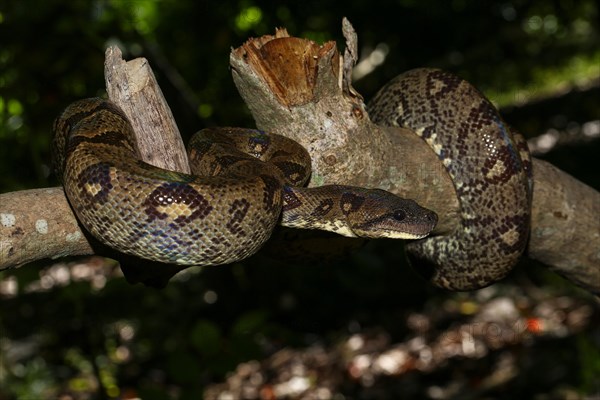 Madagascar Tree Boa