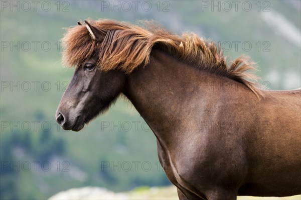 Liver chestnut Icelandic