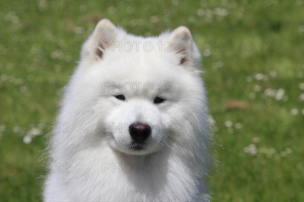 Samoyed