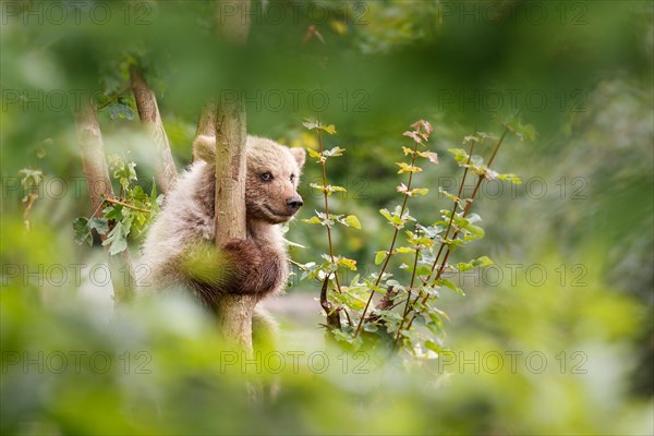 Young brown bear