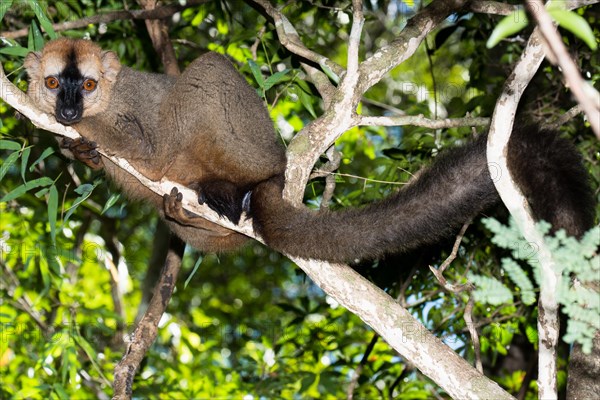 Red-fronted lemur