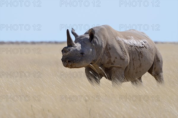 Black rhinoceros