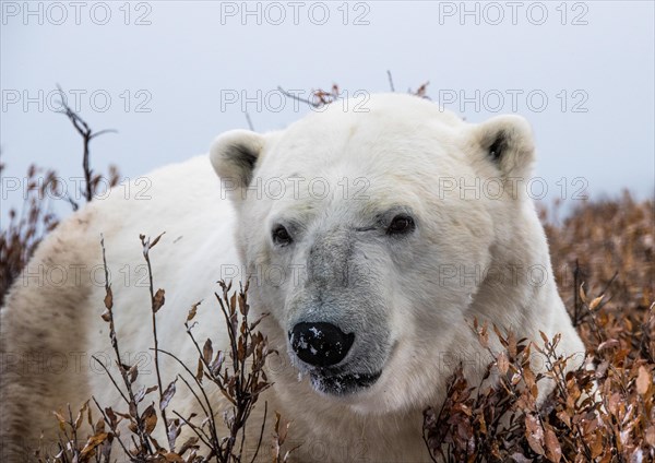 Polar bear