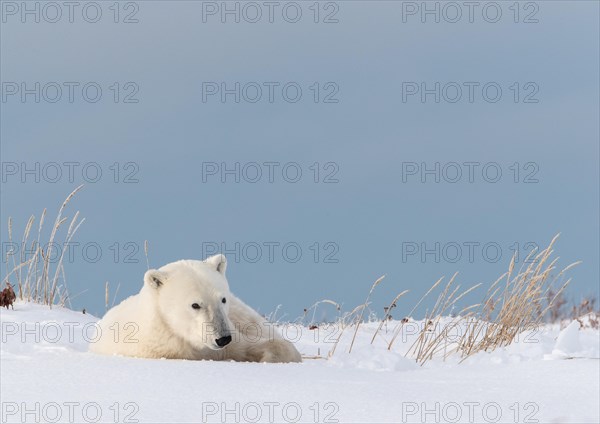 Polar bear