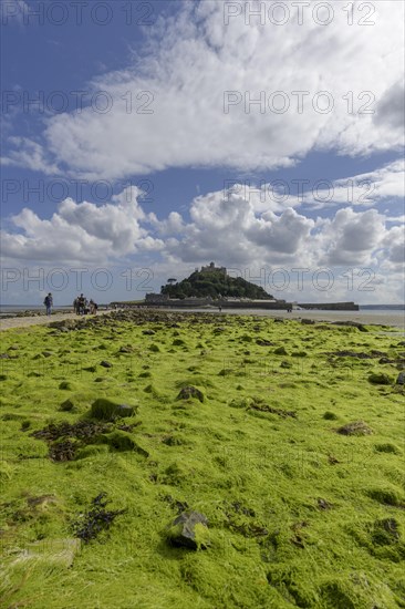 Seaweed at low tide