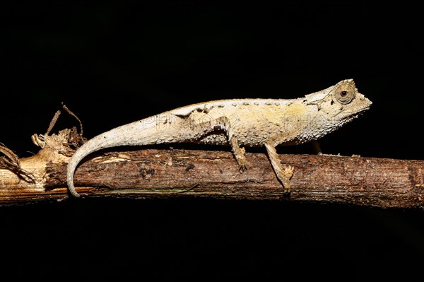 Male plated leaf chameleon