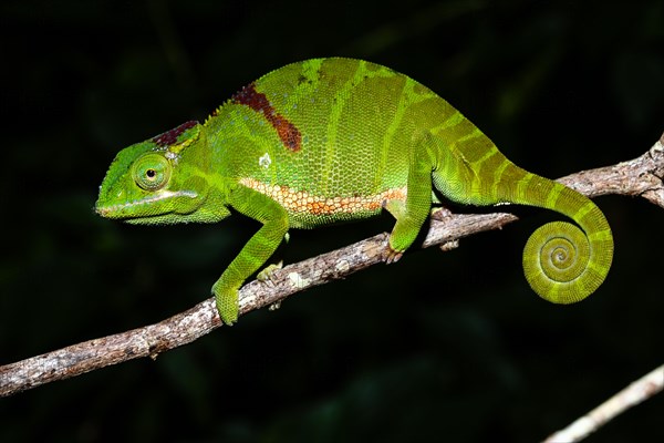 Petter's chameleon