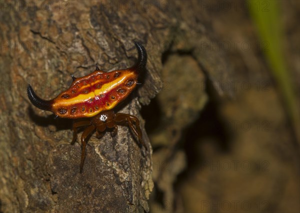 Females stirrup shell