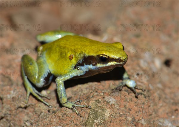 Green Mantella