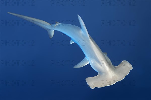 Scalloped hammerhead shark